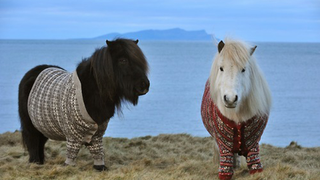 Shetland Ponies Sport Hand-Knit Sweaters, Make Us Want to Move to Scotland